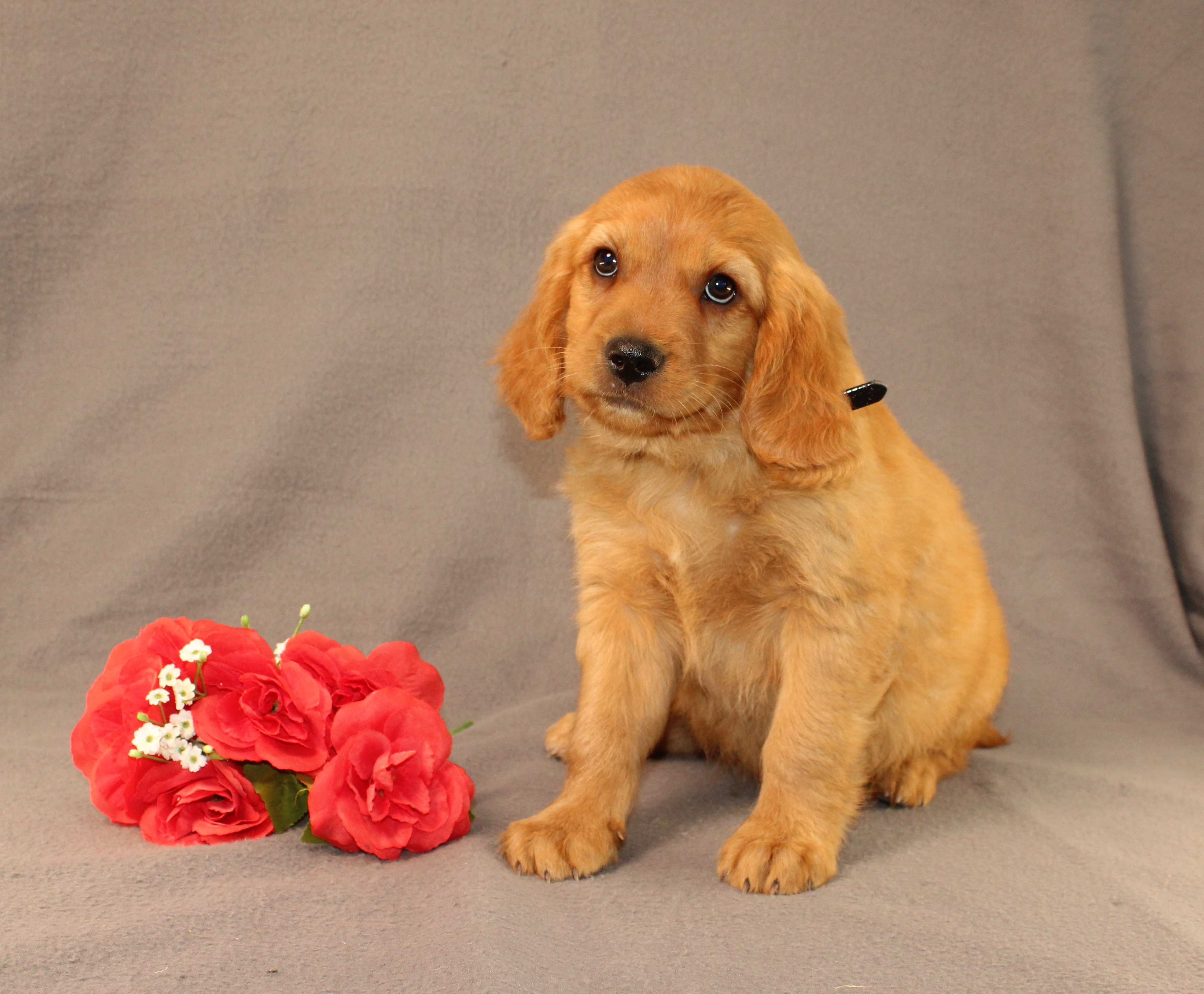 puppy, for, sale, Miniature Golden Retriever, Ivan J. Stoltzfus, dog, breeder, Dornsife, PA, dog-breeder, puppy-for-sale, forsale, nearby, find, puppyfind, locator, puppylocator, aca